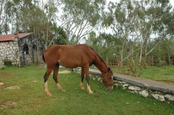 horse at ranch le montcel haiti